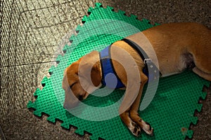 A caramel-colored dog lying on a rubbery green mat.