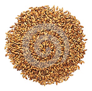 Caramel malts for brewing