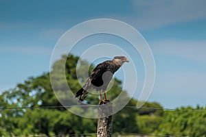 Carancho perched on a wiring pole photo