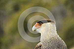 Carancho, is a species of falconiform bird of the Falconidae family