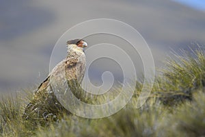 Carancho, is a species of falconiform bird of the Falconidae family photo