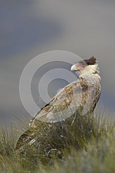 Carancho, is a species of falconiform bird of the Falconidae family photo