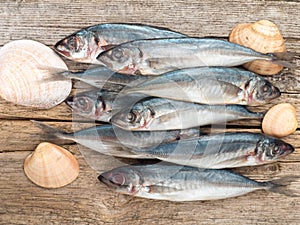 Carangidae fishes and seashells on the gray wooden board