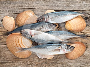 Carangidae fishes and seashells on the gray wooden board