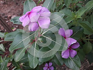 Caranthus roseus flowers bloom in beautiful pink color