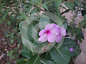 Caranthus roseus flowers bloom in beautiful pink color