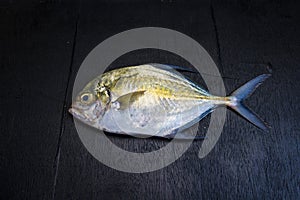 Caranx fish on black