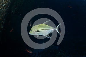 Caranx lugubris, black jack, black trevally, black kingfish, coal fish