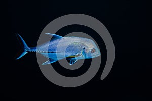 Caranx papuensis brassy trevally fish on black