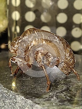 Carapace of a bug exoskeleton of a beetle skeleton