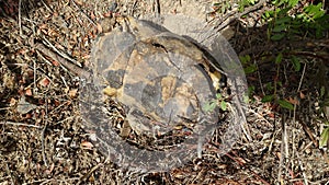 The carapace and remains of a large turtle that died during a sunny day.