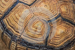 A carapace of sea turtle as background