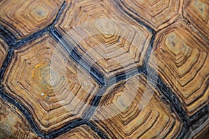 A carapace of sea turtle as background