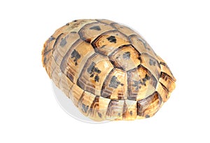 Carapace of Tortoise turtle photo