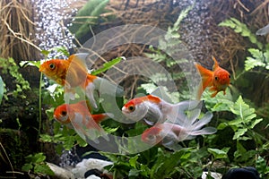 Carassius auratus goldfish behind a water plant