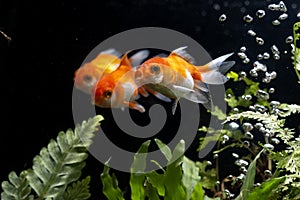 Carassius auratus goldfish behind a water plant