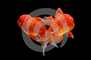 Carassius auratus goldfish Black background