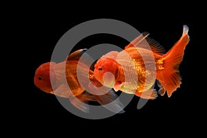 Carassius auratus goldfish Black background