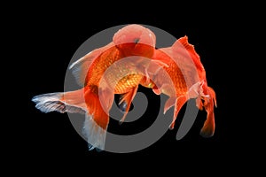 Carassius auratus goldfish Black background