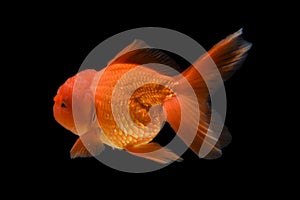 Carassius auratus goldfish Black background