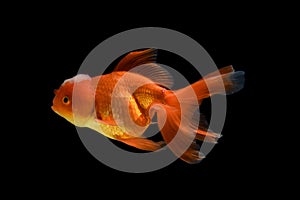 Carassius auratus goldfish Black background