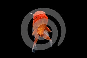 Carassius auratus goldfish Black background