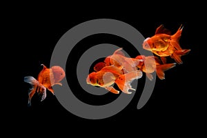 Carassius auratus goldfish Black background