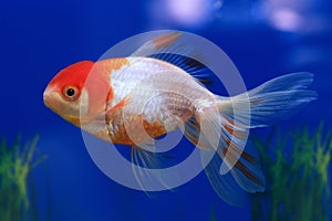 Carassius gibelio forma auratus. Colorful aquarium fish photo