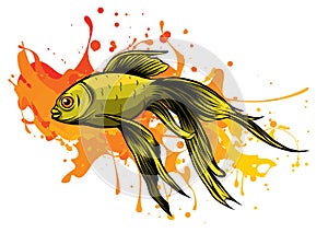 A carassius Goldenfish in aquarium vector illustration