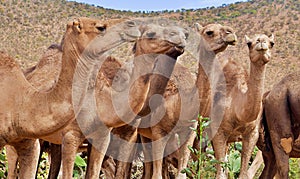 Caravan of 5 camels staring calmly in wildlife