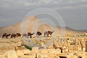 Caravan of arabian camel Palmyra