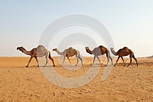 A caravan of Arabian camels walking in the desert of Riyadh, Saudi Arabia