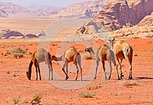 Caravan of Bedouin Camels in Wadi Rum Desert, Jordan
