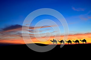 Caravan camel