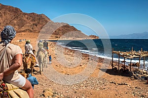 A caravan of camels carrying tourists along the shores of the Red Sea and high mountains.