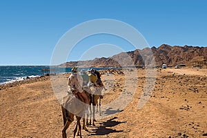 A caravan of camels carrying tourists along the shores of the Red Sea and high mountains.