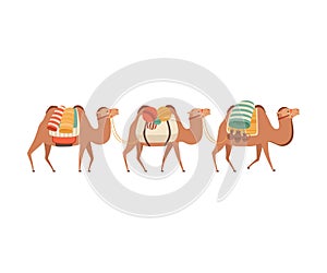 Caravan of Camels, Desert Animals Carrying Heavy Load, Side View Vector Illustration