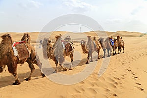 Caravan of camels