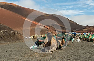 Caravan of camels in the desert on Lanzarote