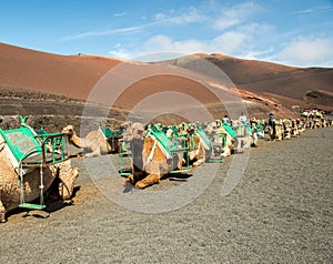 Caravan of camels in the desert on Lanzarote