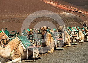 Caravan of camels in the desert on Lanzarote