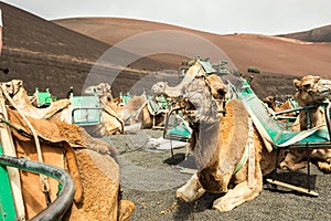 Caravan of camels in the desert on Lanzarote