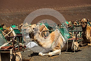 Caravan of camels in the desert on Lanzarote