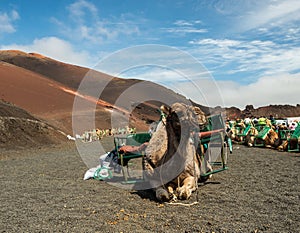 Caravan of camels in the desert on Lanzarote