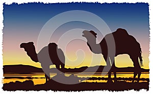 Caravan camels desert