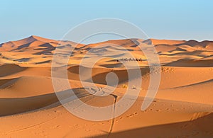 Caravan of Camels in Erg Chebbi Sand dunes near Merzouga, Morocco