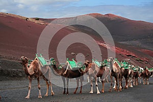 Caravan of camels, Lanzarote photo