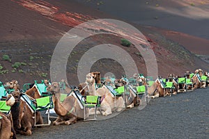 Caravan of camels in Lanzarote, tourist attraction