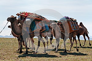 Caravan of camels in Mongolia