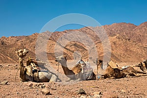 A caravan of camels rests in the desert against the backdrop of high mountains. Egypt